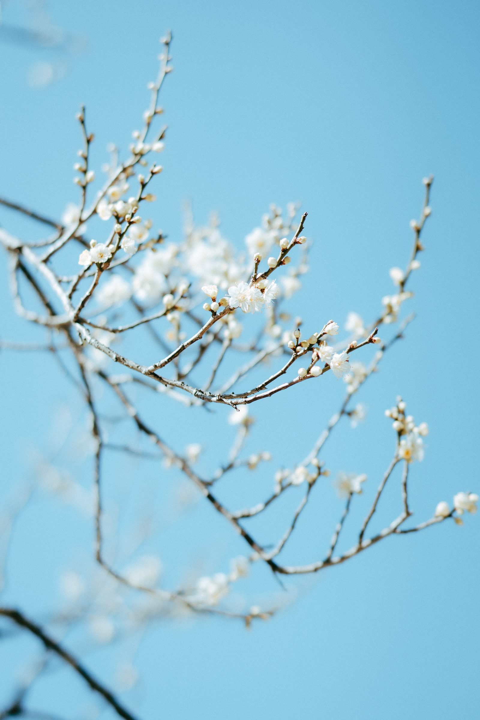 Sony 55mm F1.8 ZA で撮影