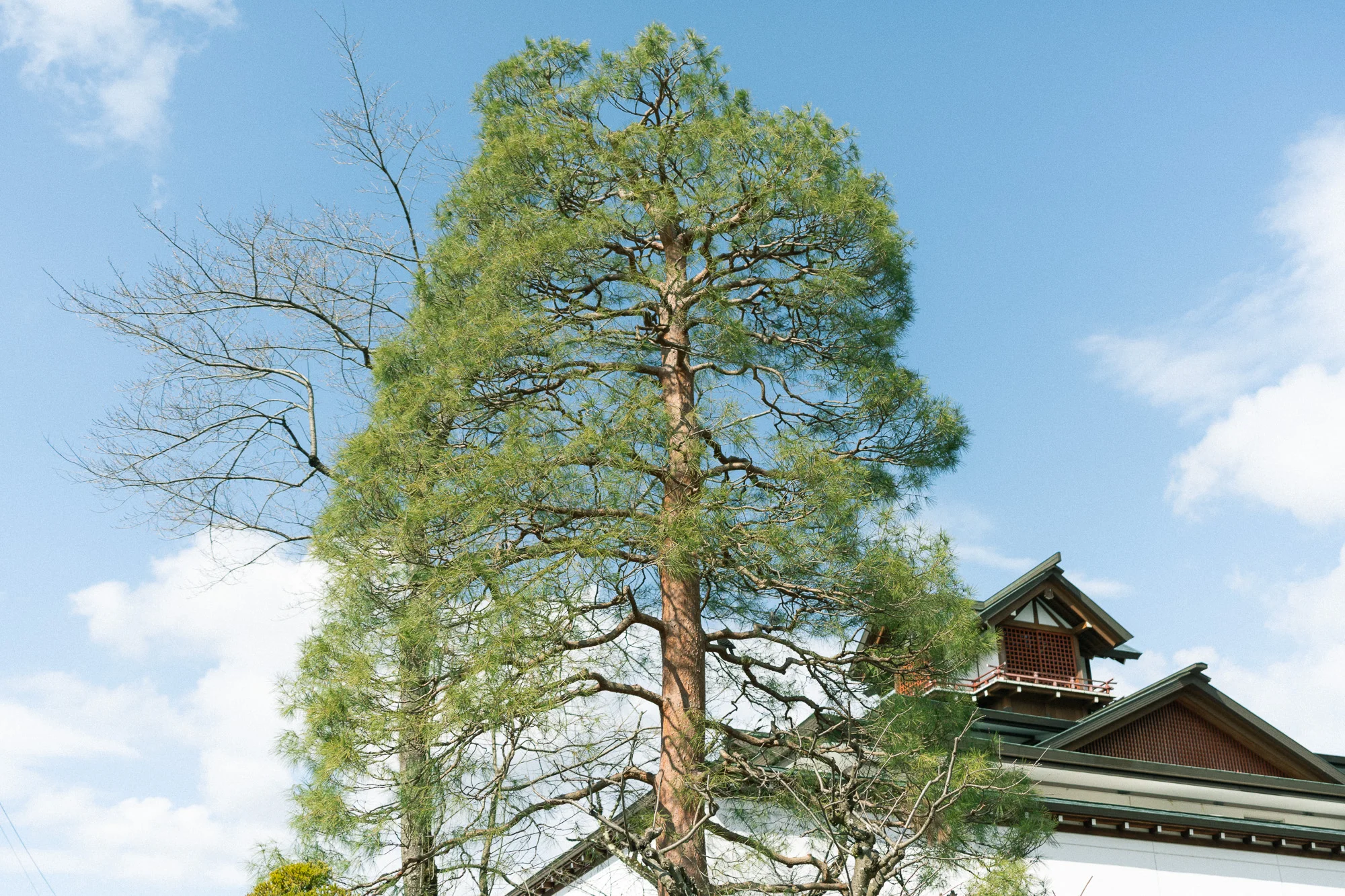 桜山八幡宮の大樹
